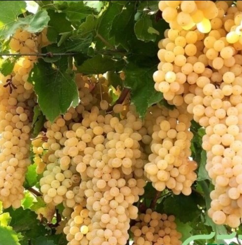 نهال انگور نهالستان عزیزی