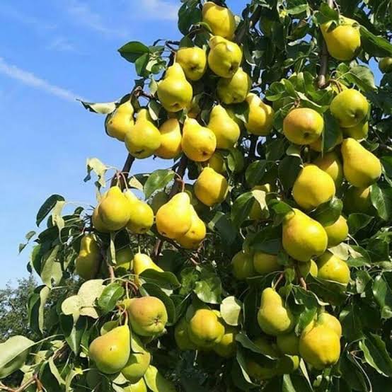 نهال گلابی نهالستان عزیزی