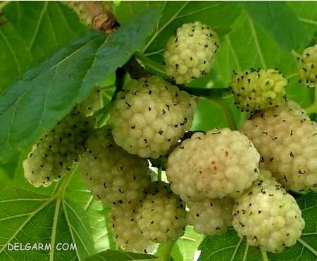 نهال توت نهالستان عزیزی