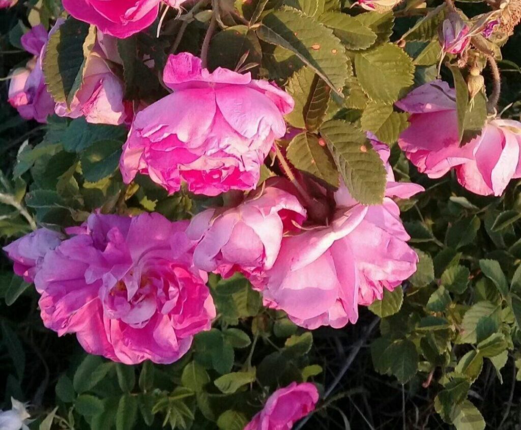 نهال گل محمدی نهالستان عزیزی