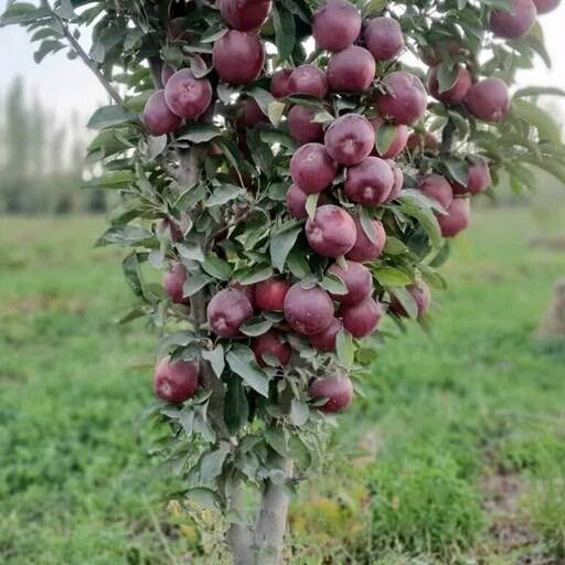 نهال سیب نهالستان عزیزی
