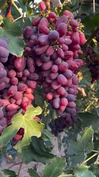نهال انگور نهالستان عزیزی