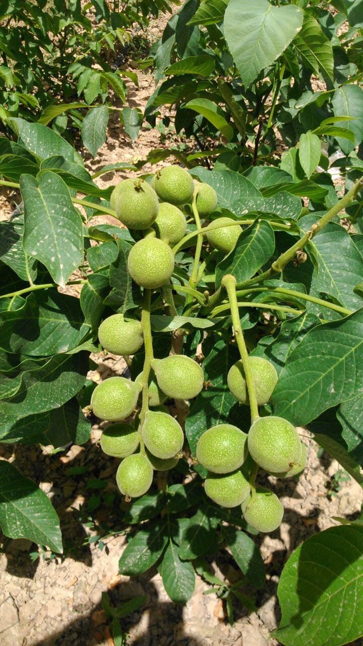 نهالیستان عزیزی