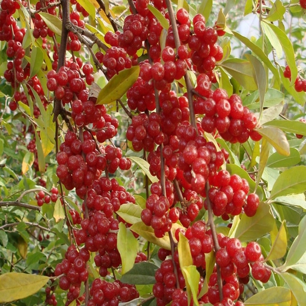 نهال انگور نهالستان عزیزی