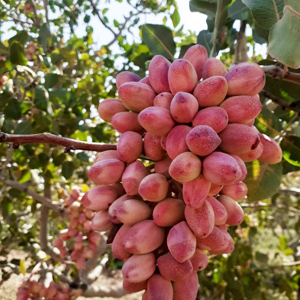 نهال پسته نهالستان عزیزی