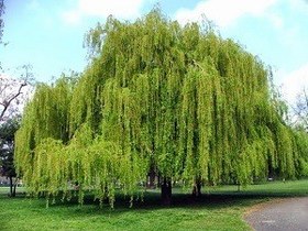 نهال بید مجنون نهالستان عزیزی