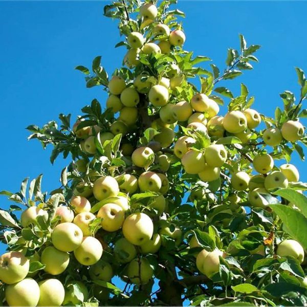 نهال سیب نهالستان عزیزی