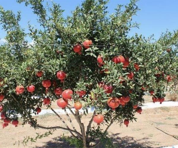 نهال انار نهالستان عزیزی