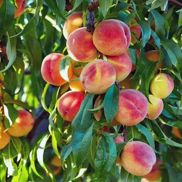 نهال هلو نهالستان عزیزی