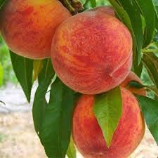 نهال هلو نهالستان عزیزی