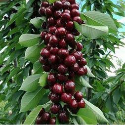 نهال گیلاس نهالستان عزیزی