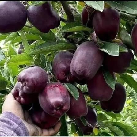 نهال سیب نهالستان عزیزی