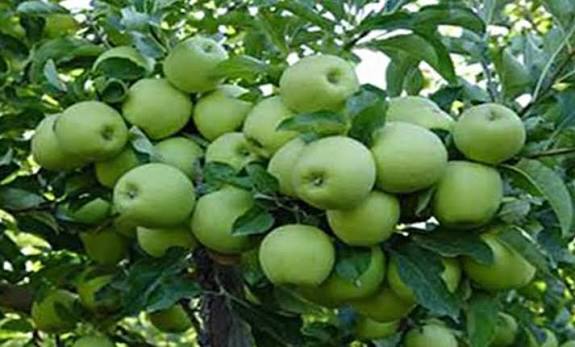نهال سیب نهالستان عزیزی
