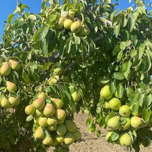 نهال گلابی نهالستان عزیزی